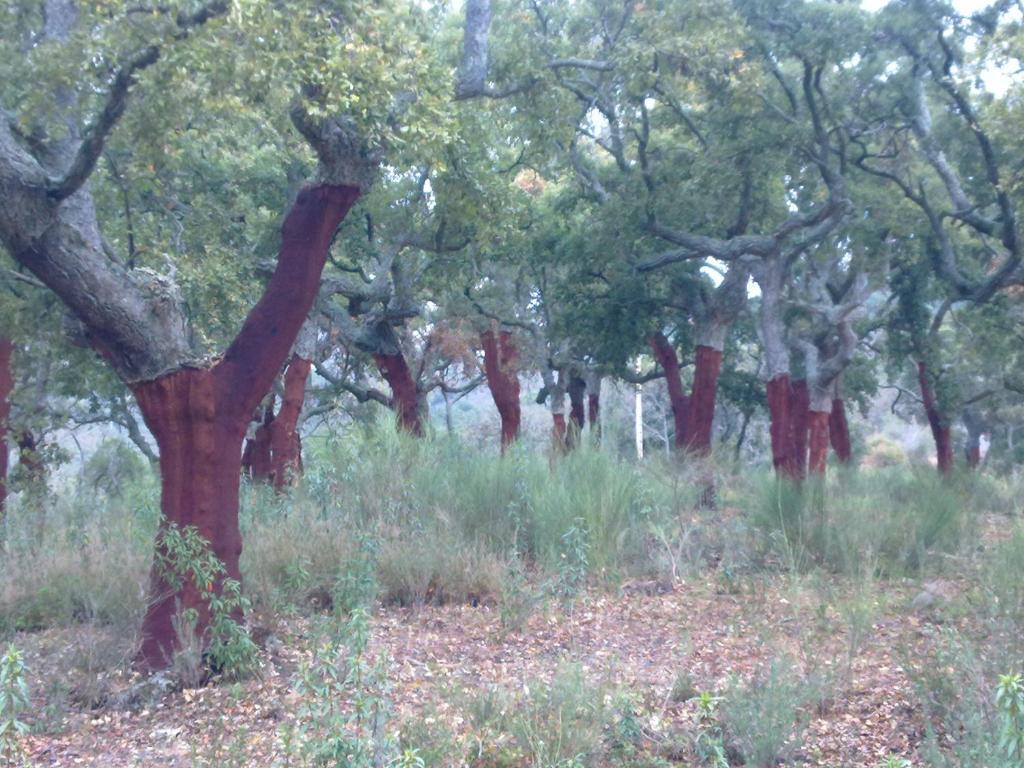 Cañamero Apartamentos Rurales Candela מראה חיצוני תמונה